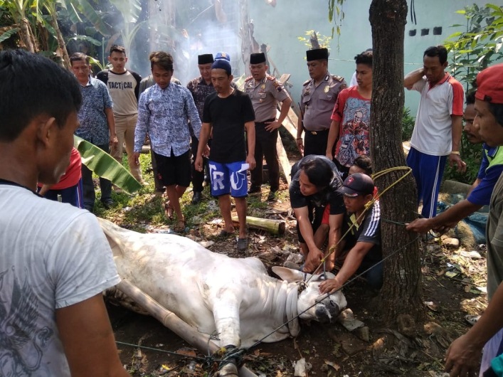 Dua Sapi Kurban Polres Batang Disalurkan ke Nelayan