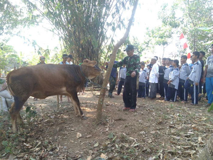 IMBS Miftahul Ulum Pekajangan Sembelih Hewan Kurban
