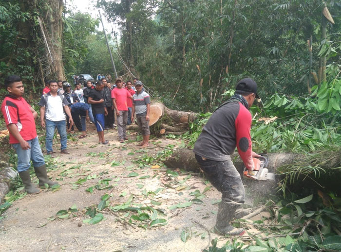 Pohon Besar Tumbang