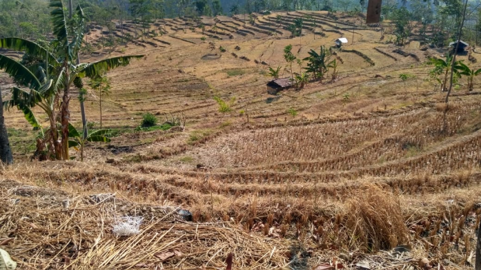 40 Hektar Sawah di Desa Ini Kering, Enam Bulan Tak Bisa Ditanami