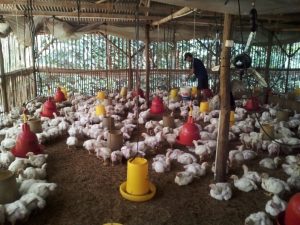Anjloknya Harga Ayam Tidak Dirasakan Masyarakat, Harga Ceker Rp28 Ribu Kg