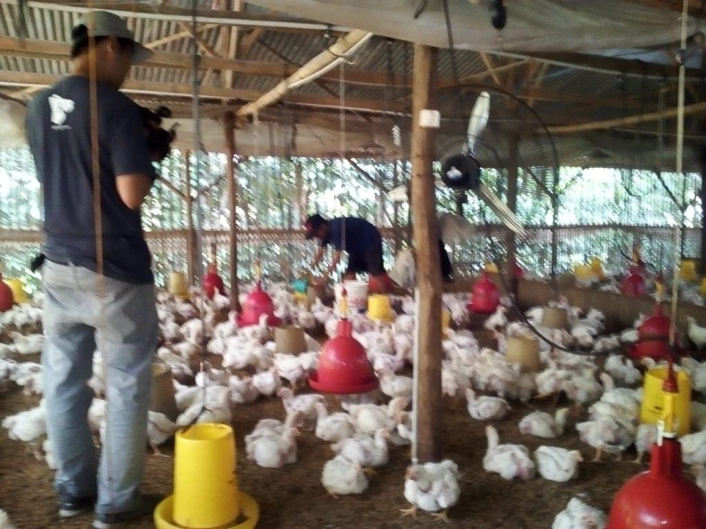 Peternak Paling Terpengaruh Akibat Anjloknya Harga Ayam Radar