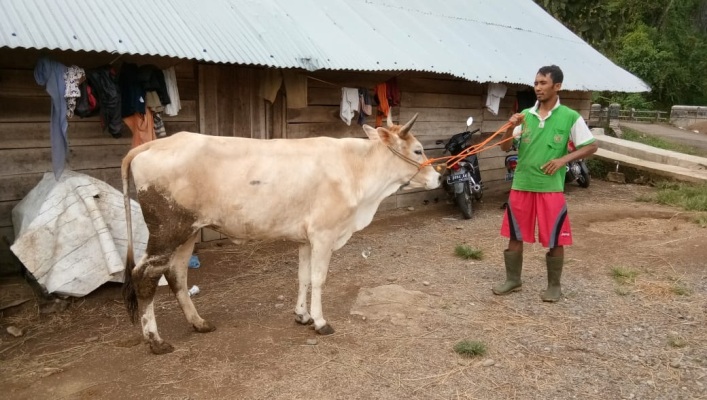 Peternak Sapi Keberatan Larangan Penyembelihan Sapi Betina 